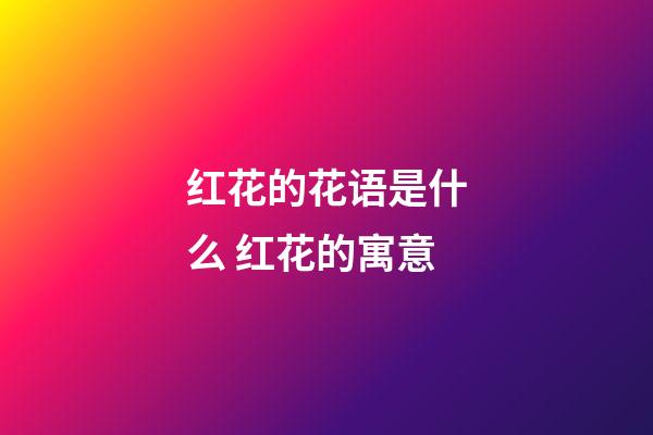 红花的花语是什么 红花的寓意